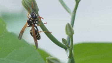 Macro eşekarısı kanatlarını ağır çekimde hareket ettirir..