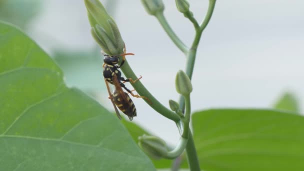 Wasp getting ready to fly, protection against wind and predators — Stock Video