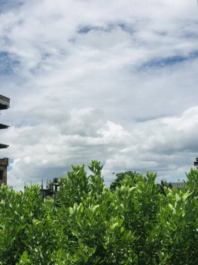 Yeşil yeşil ormanın üzerindeki mavi gökyüzü. 