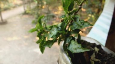 Taze yeşil bitki ağacı.