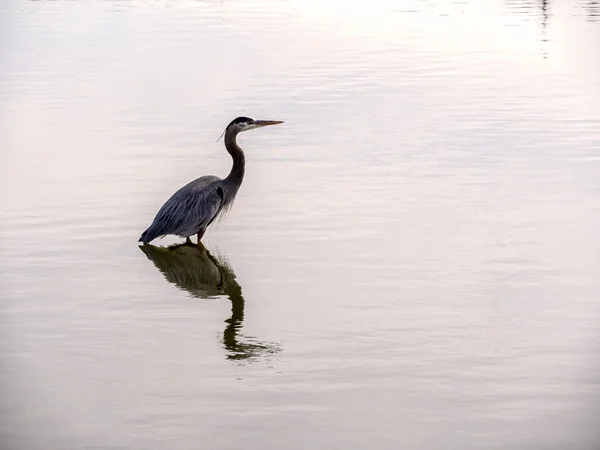 Crane In Water — Stock Photo, Image