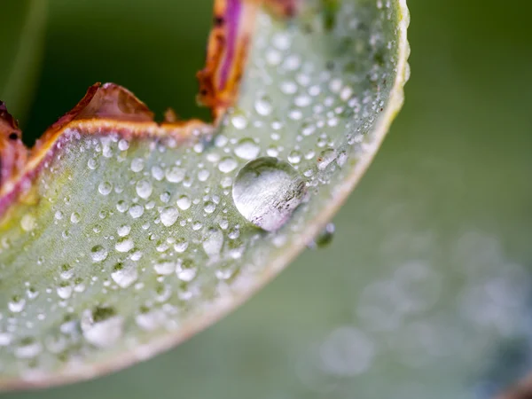 Primer plano de pétalo de flor — Foto de Stock