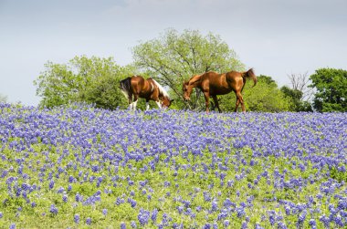 Horse on Pasture - Blue Bonnets clipart