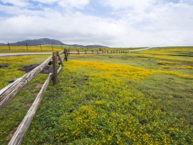 Zaman çiçek battaniye Backroads bahar