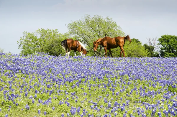 Horse on Pasture - Blue Bonnets — Stock Photo, Image