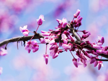 Batı kırmızı-bud