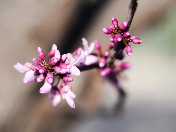 Apeluri pentru primăvară — Fotografie, imagine de stoc