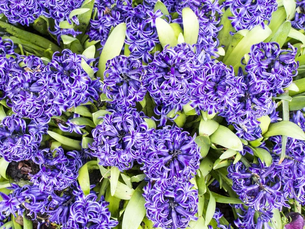 Hyacinthus Orientalis — Fotografie, imagine de stoc