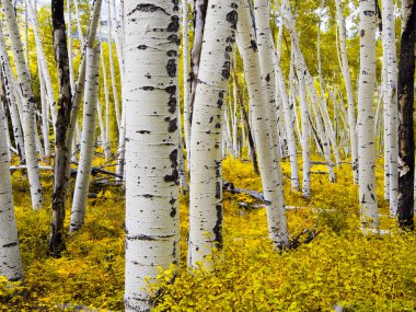 Colorado Aspen ormanında sonbahar