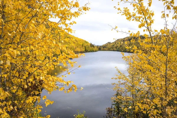 Autumn in Alaska - Aspen & Lake — Stock Photo, Image