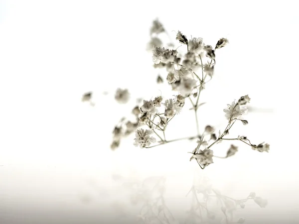 Natürmort - kurutulmuş çiçek