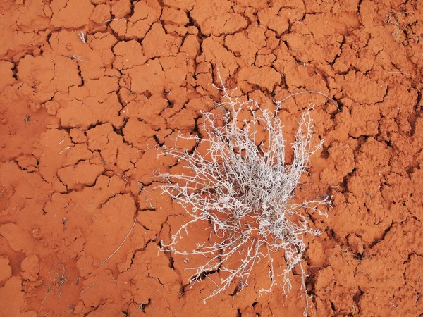 Çöl zemin ile kurutulmuş bitki kurutulmuş