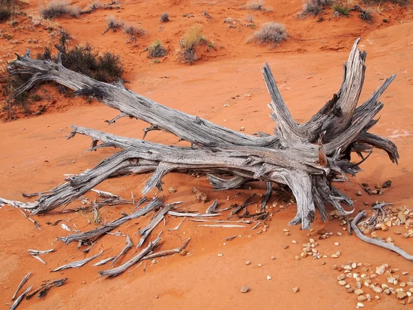 Uta Wüstenboden mit getrocknetem Baumstamm — Stockfoto
