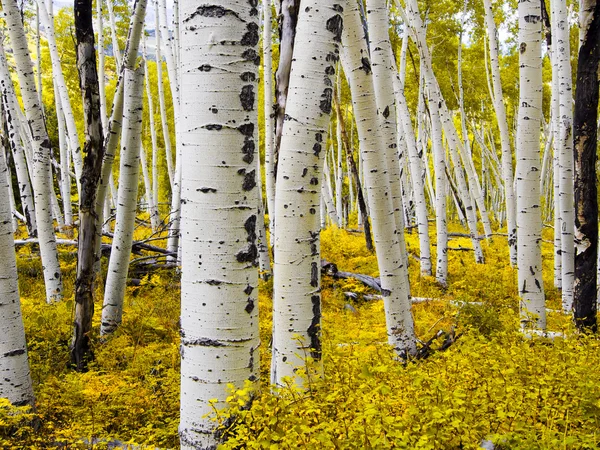 Colorado Aspen Forest in Autumn