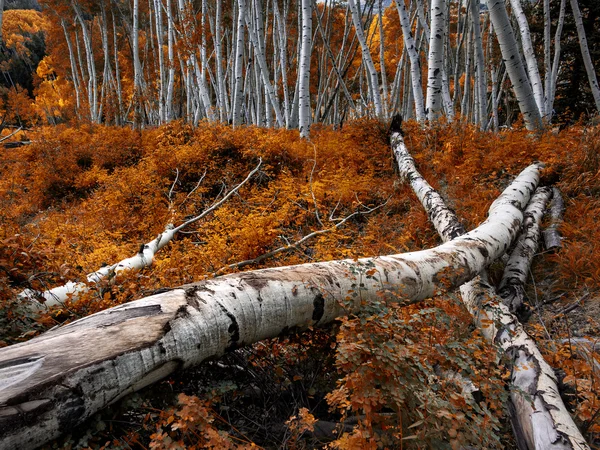 Fallen Aspen - Colorado — Stock Photo, Image