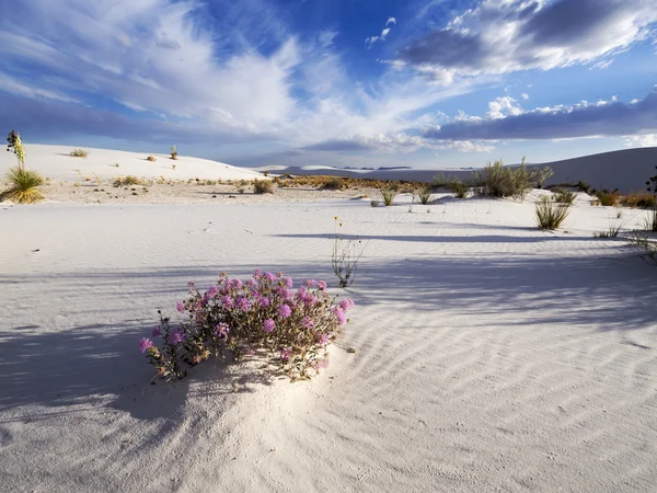 Nature In Desert — Stock Photo, Image