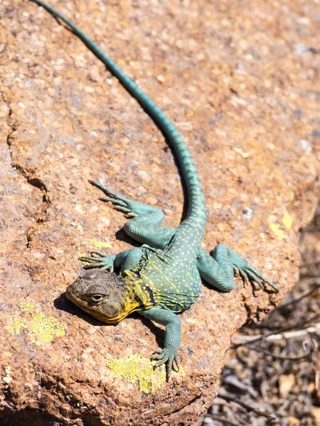 Sunbath Stock Image