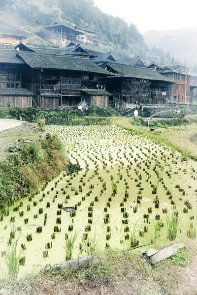 A falu a háttérben rizs mező — Stock Fotó