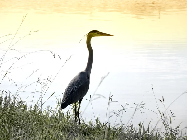 Blue Heron Bath In Sunrise — Stock Photo, Image