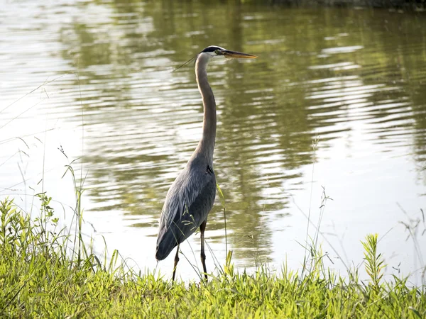 A Blue Heron