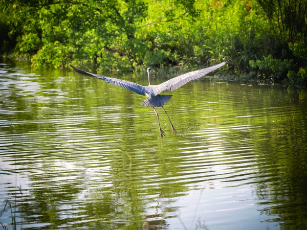 Flying — Stock Photo, Image