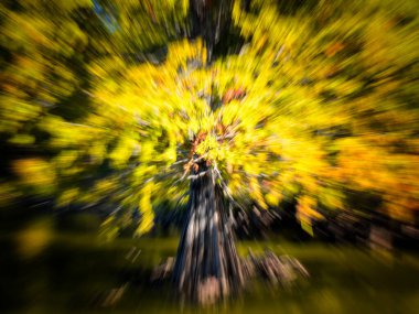 Dallas 'ta sonbahar rengi derinleşiyor - 70 mm' den 200 mm 'ye hızla ayarlamak için yakınlaştırma lensi kullanın. 