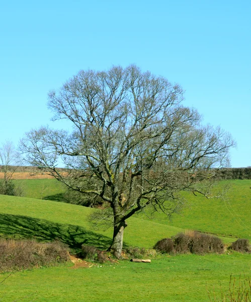 Árvores de inverno ramificadas nuas . — Fotografia de Stock