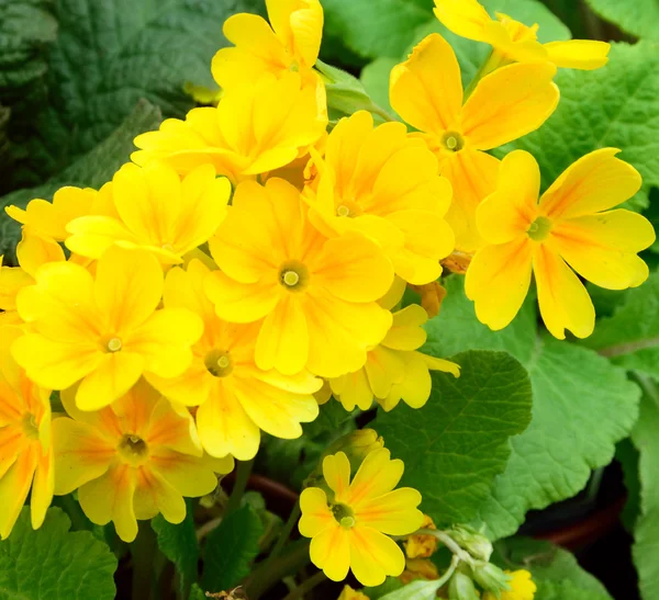 Stiefmütterchen, Frühlingsblume in voller Blüte. — Stockfoto