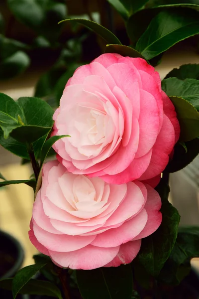 pembe kamelya çiçeği.