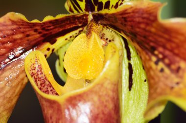 Renkli güzellikleri orkide çiçekleri.