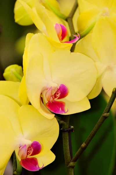 Fleurs d'orchidée dans toute leur beauté colorée . — Photo