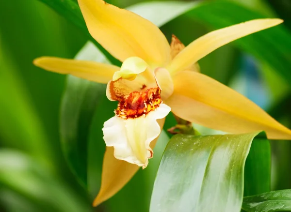 Fleurs d'orchidée dans toute leur beauté colorée . — Photo