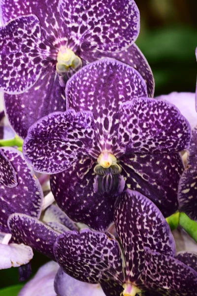 Орхидеи цветы во всей их красоте . — стоковое фото