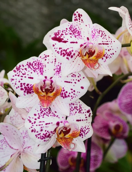 Orchid flowers in all their colourful beauty. — Stock Photo, Image