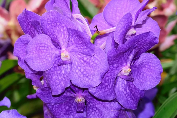 Orchideenblumen in ihrer ganzen farbenfrohen Schönheit. — Stockfoto