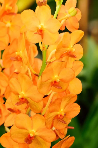 Fleurs d'orchidée dans toute leur beauté colorée . — Photo