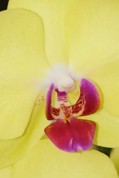Fleurs d'orchidée dans toute leur beauté colorée . — Photo