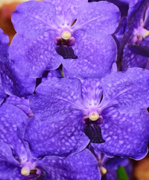 Květy orchidejí ve všech jejich barevné krásy. — Stock fotografie