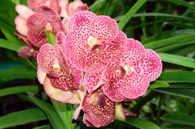 Renkli güzellikleri orkide çiçekleri.
