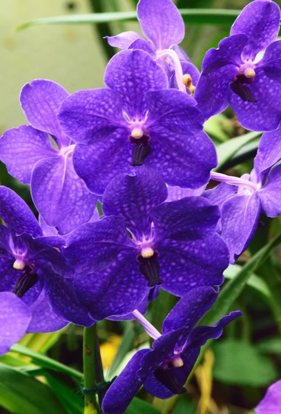 Orchideenblumen in ihrer ganzen farbenfrohen Schönheit. — Stockfoto