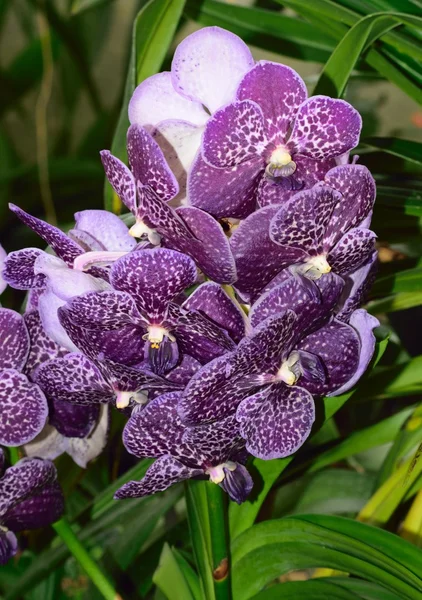 Orchideenblumen in ihrer ganzen farbenfrohen Schönheit. — Stockfoto