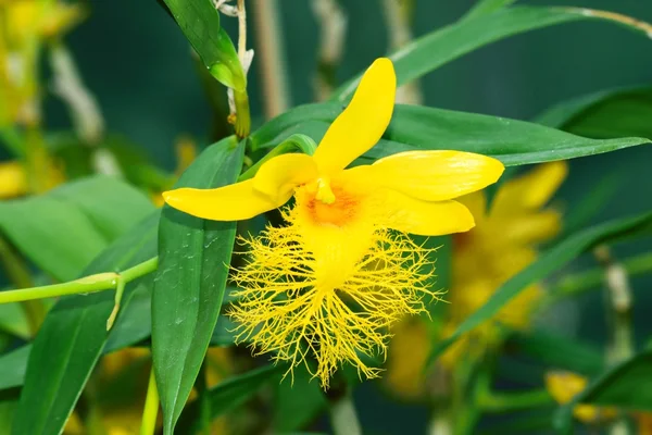 Orchideenblumen in ihrer ganzen farbenfrohen Schönheit. — Stockfoto