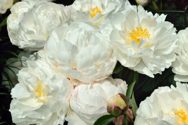 Peonie, bir gül için esrarengiz bir benzerlik vardır benim çiçek.