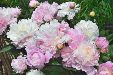 Peonie, bir gül için esrarengiz bir benzerlik vardır benim çiçek.