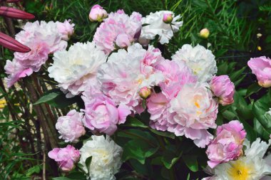Peonie, bir gül için esrarengiz bir benzerlik vardır benim çiçek.
