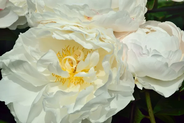 Peonie, en blousey blomma som har en kuslig likhet med en ros. — Stockfoto