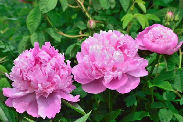 Peonie, uma flor blousey que tem uma estranha semelhança com uma rosa . — Fotografia de Stock