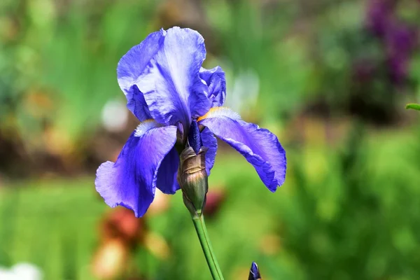 Blaue Iris eine Lieblingsblume der Gärtner,. — Stockfoto