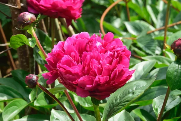 Peonie, uma flor blousey que tem uma estranha semelhança com uma rosa . — Fotografia de Stock