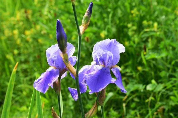 Blaue Iris eine Lieblingsblume der Gärtner,. — Stockfoto